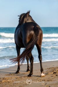 Black horse with the ocean as a backdrop