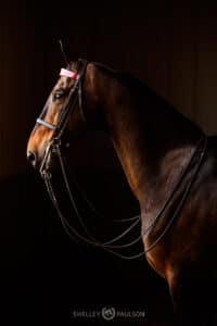 Saddlebred Horse