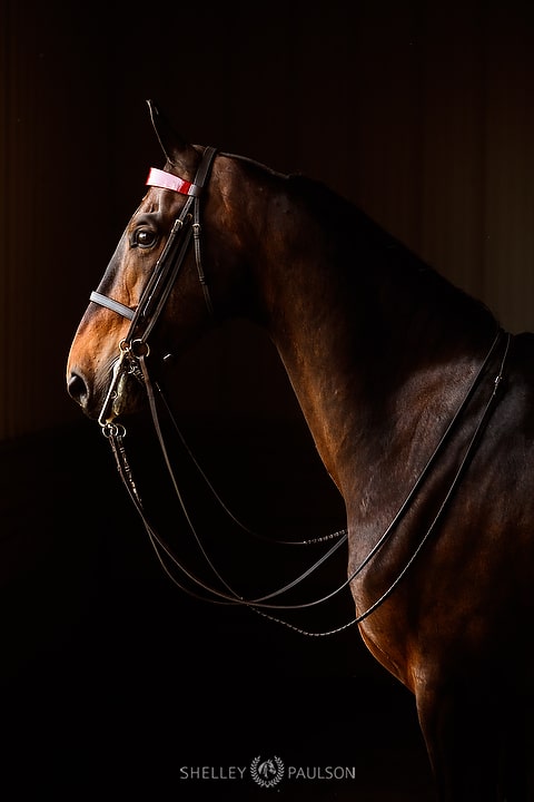 Saddlebred Horse