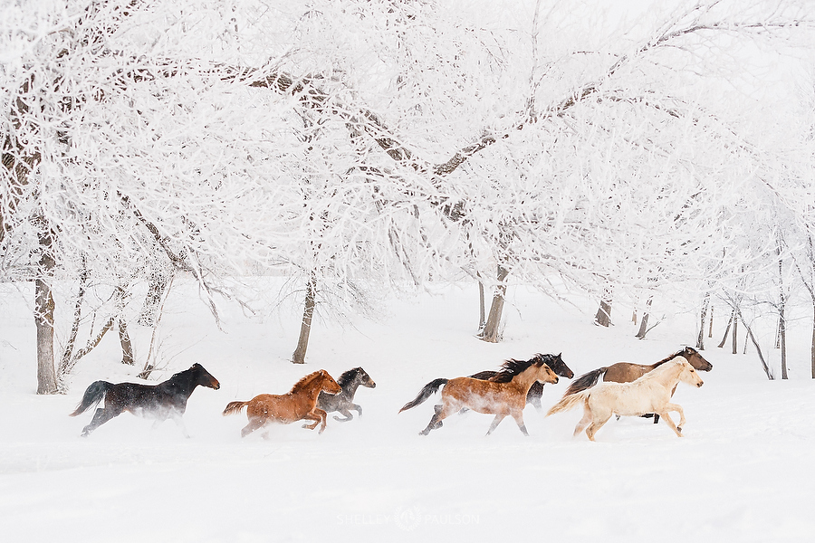 Herd of horses running in the snow