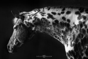 Black and White Appaloosa Photo