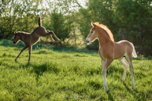 Foal Photo