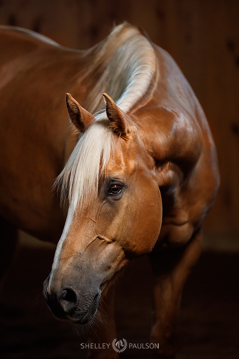 Palomino Horse Photo