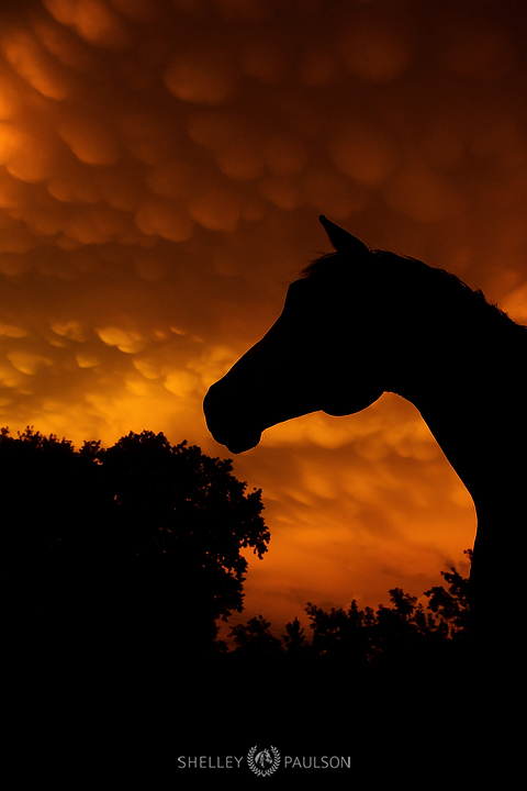 Horse Silhouette Photo