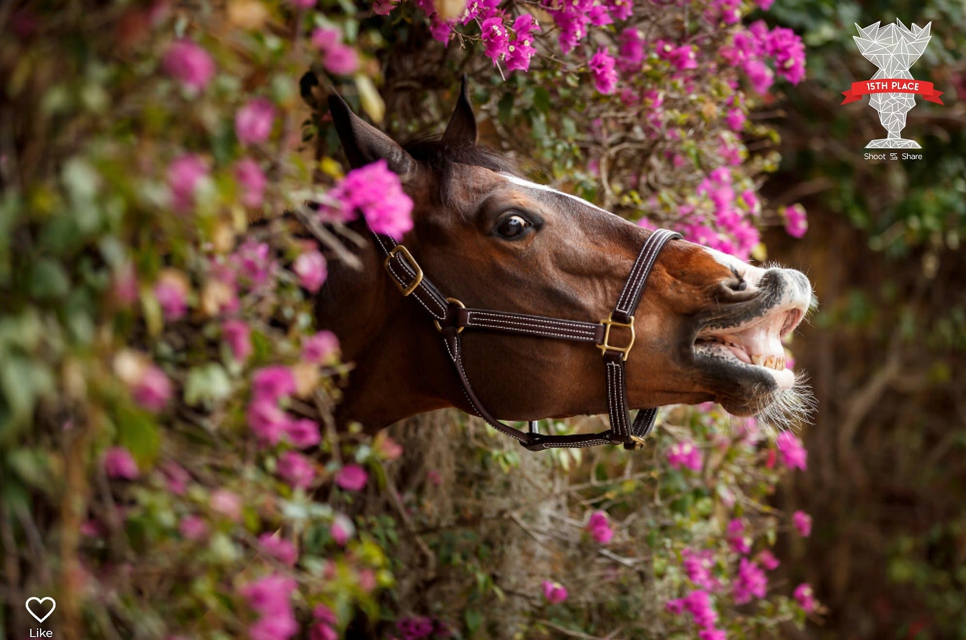 journey equestrian photography