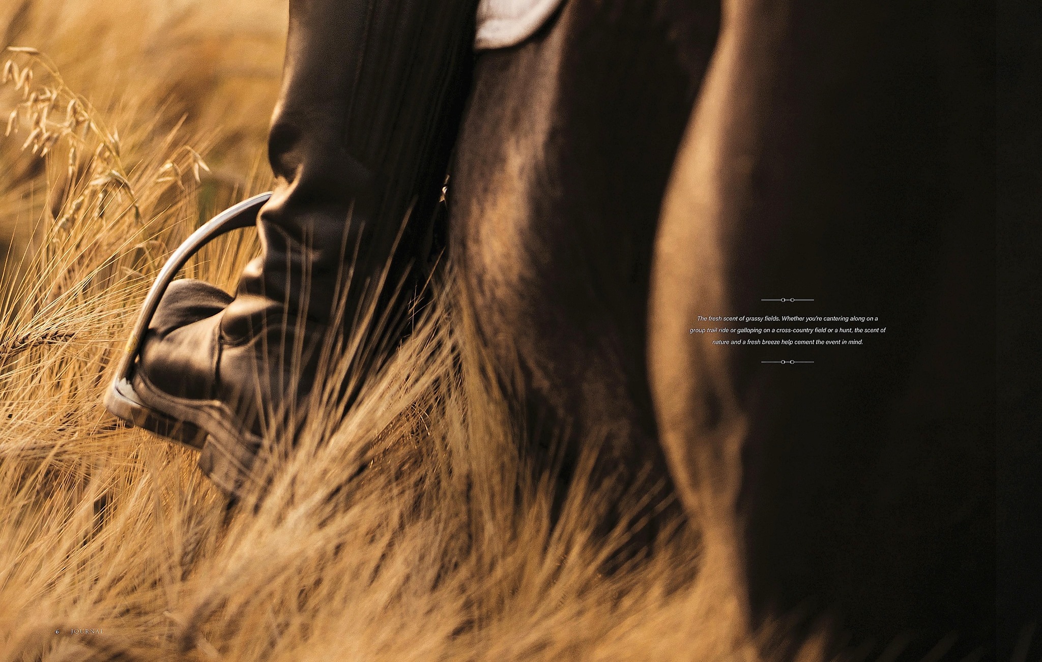 AQHA Journal Feature – English Images