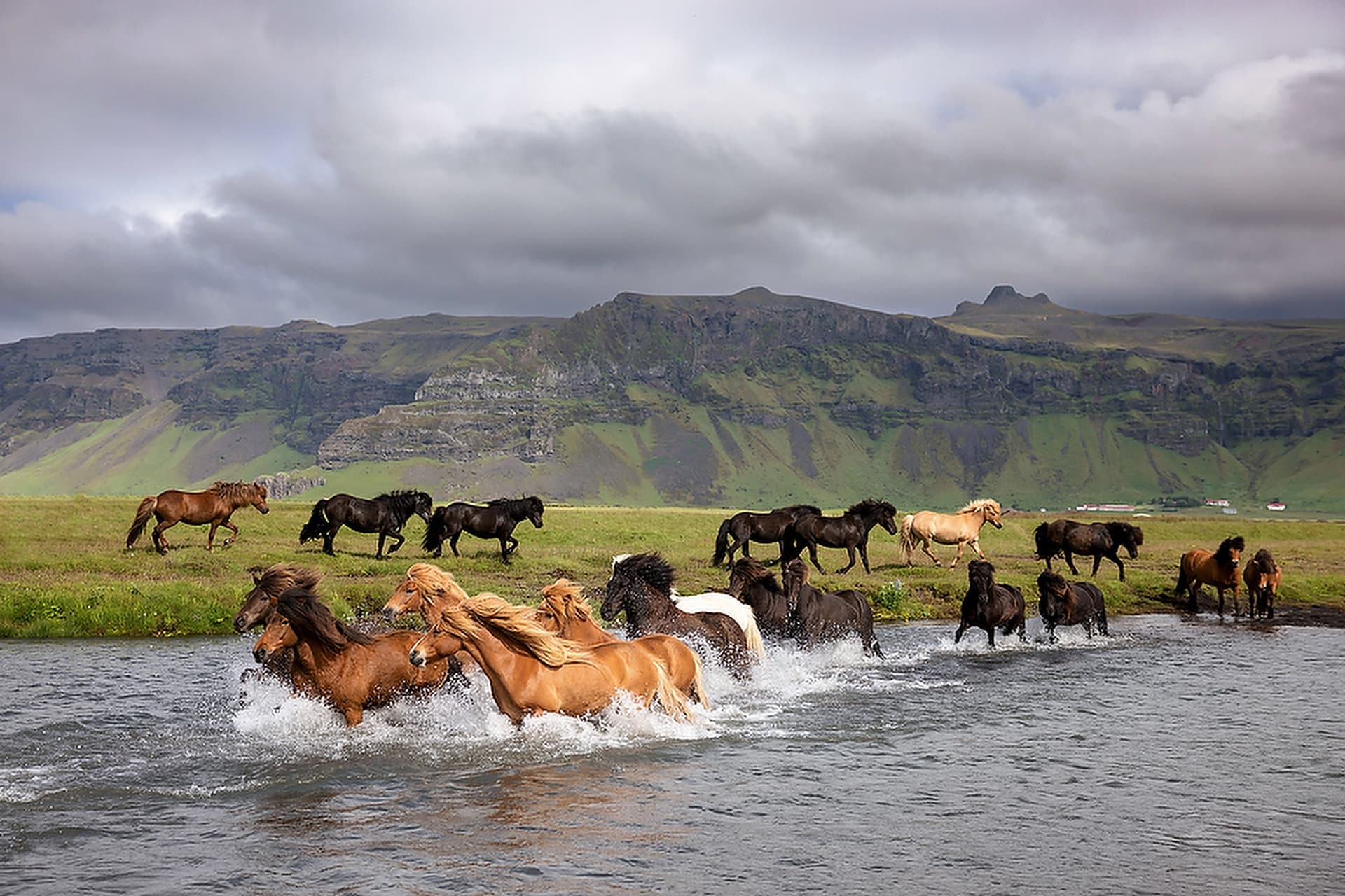 Horses of Iceland!