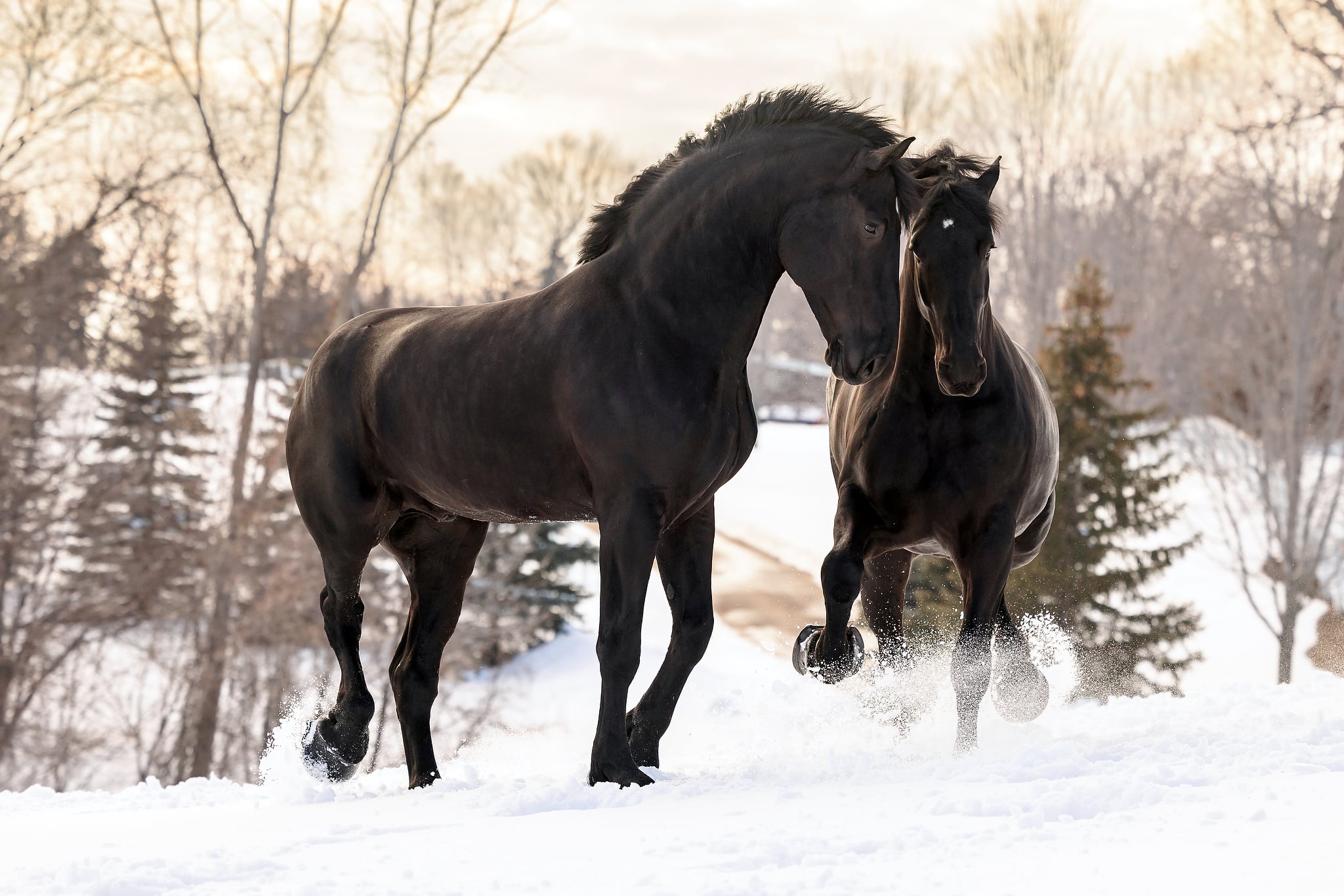 Ames Percheron Horses at Liberty in the Snow