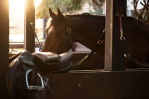 Wellington Equine Photography