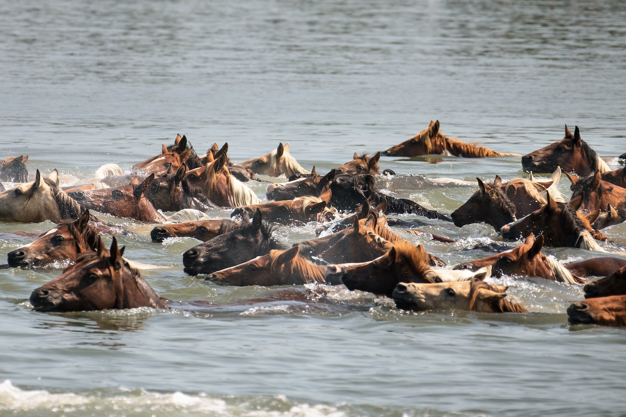 Photos from 2023 Chincoteague Pony Penning Week – Part 2 – Pony Swim