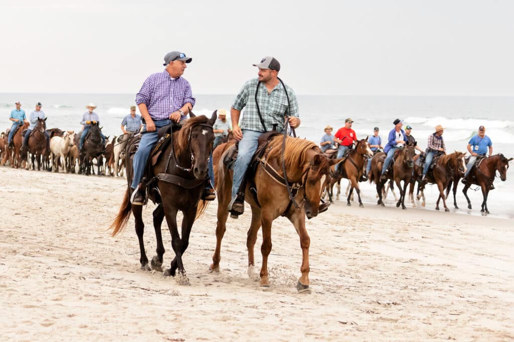 Chincoteague Pony Penning Beach Walk Photo