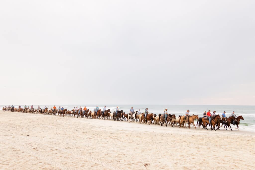 Chincoteague Pony Penning Beach Walk Photo