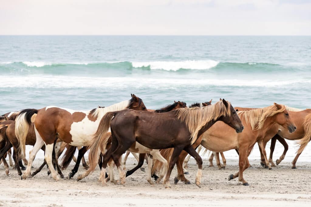 Chincoteague Pony Penning Beach Walk Photo