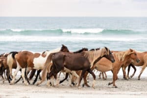 Chincoteague Pony Penning Beach Walk Photo