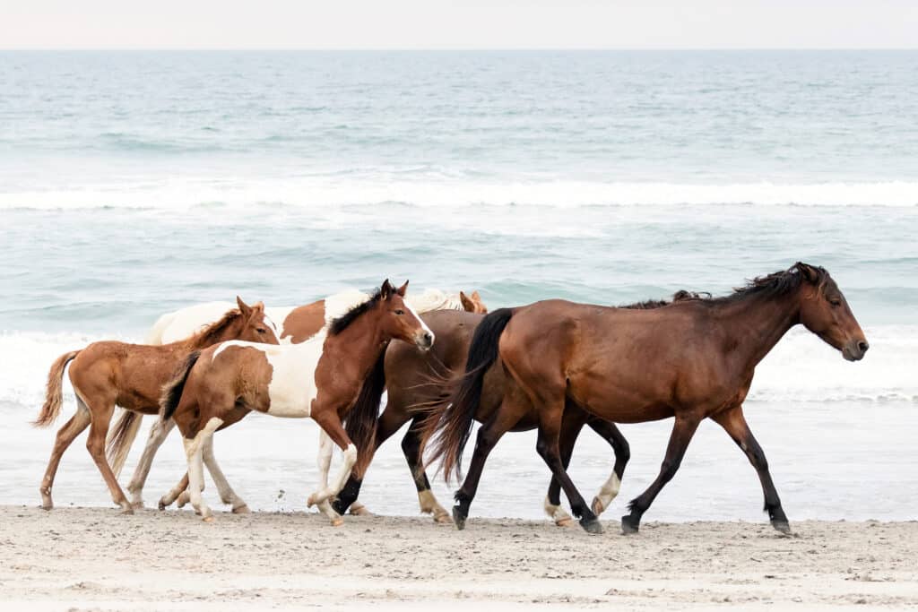 Chincoteague Pony Penning Beach Walk Photo