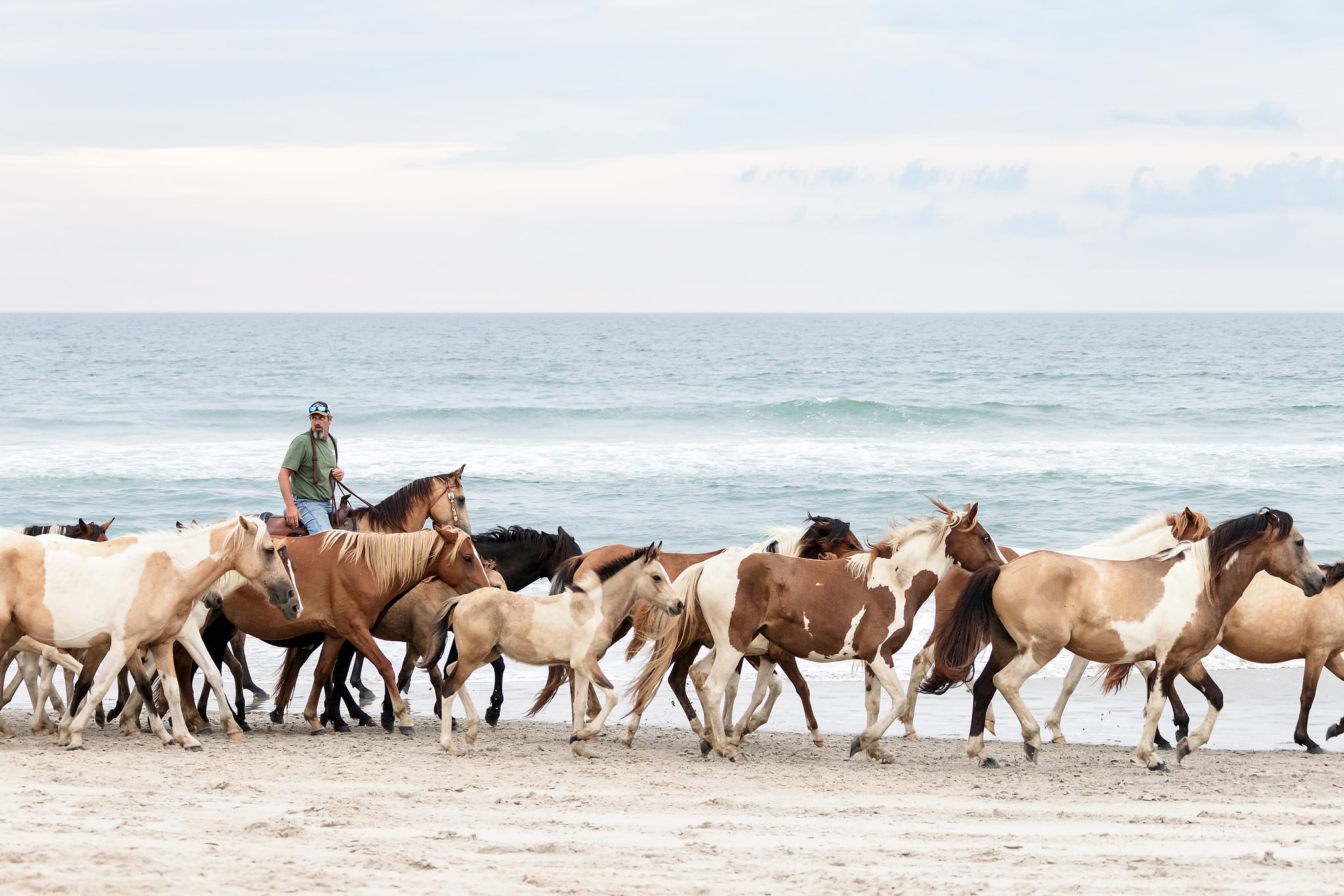 Chincoteague Pony Penning Beach Walk Photo