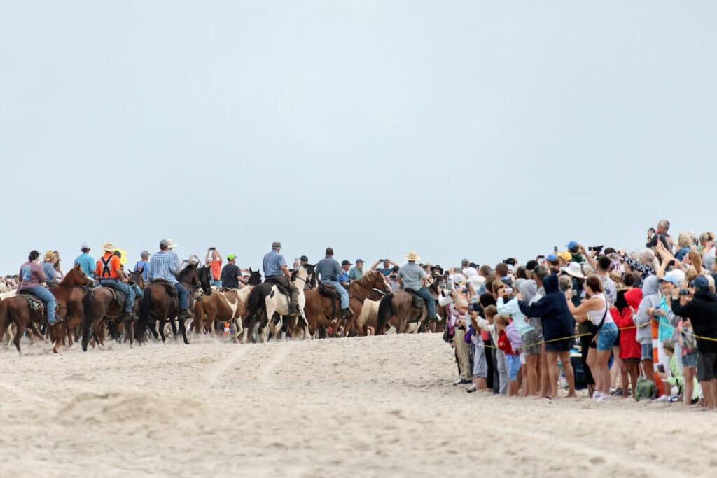 Chincoteague Pony Penning Beach Walk Photo