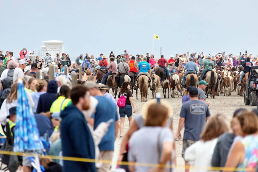 Chincoteague Pony Penning Beach Walk Photo