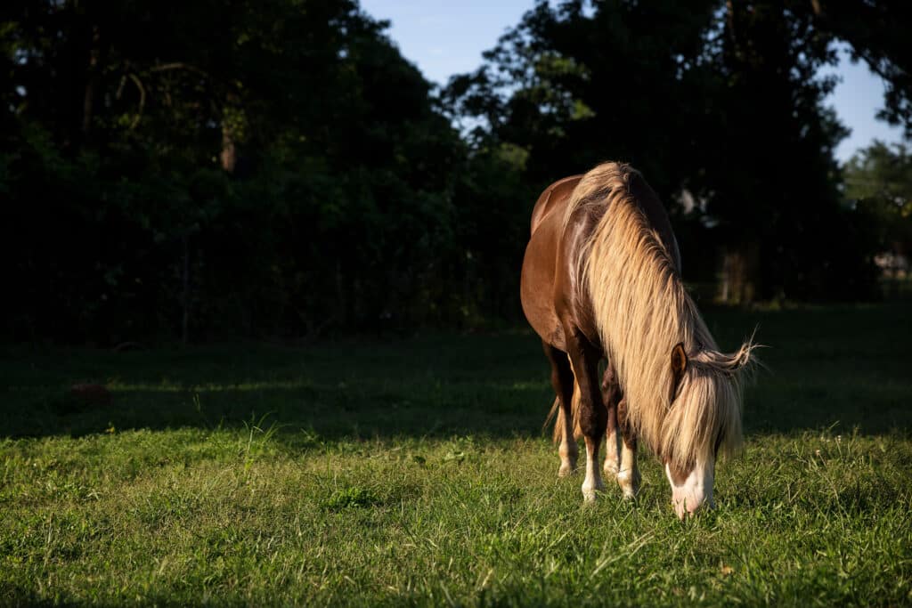 Chincoteague Pony Riptide