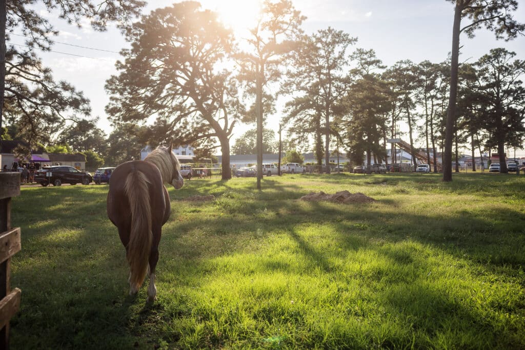 Chincoteague Pony Riptide