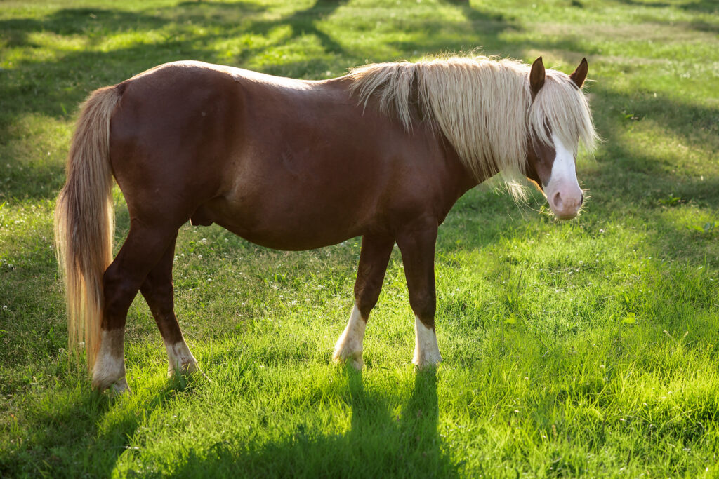 Chincoteague Pony Riptide