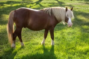 Chincoteague Pony Riptide