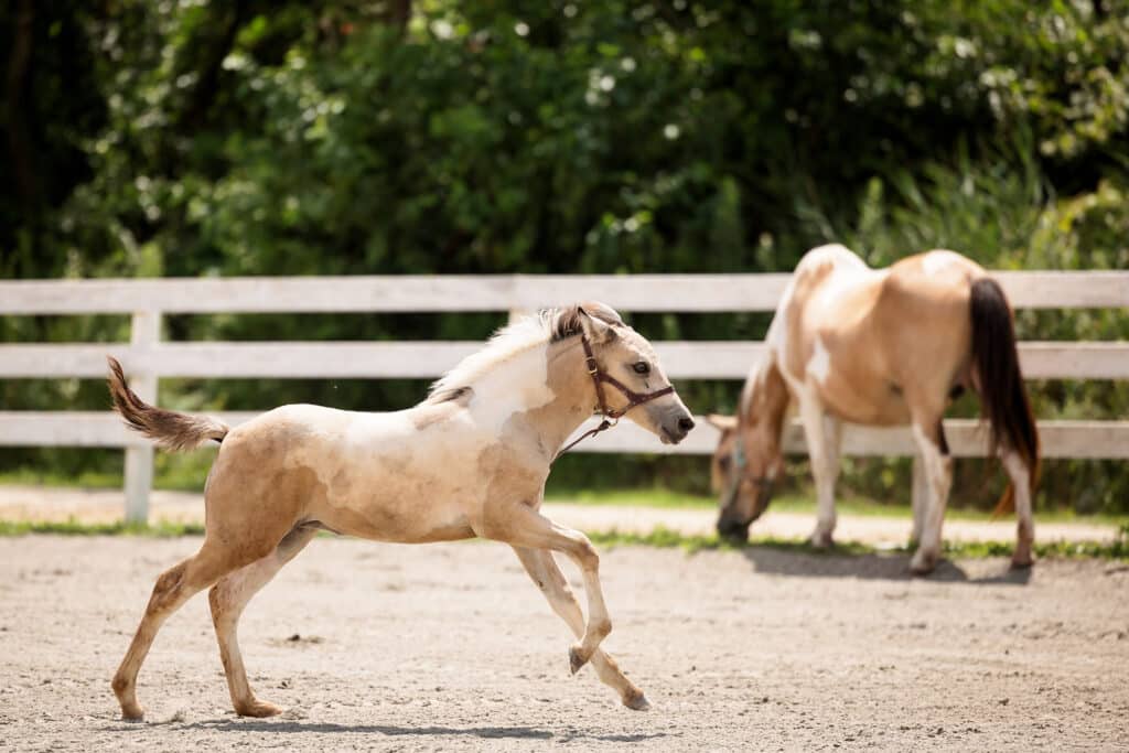 Chincoteague Pony Foal