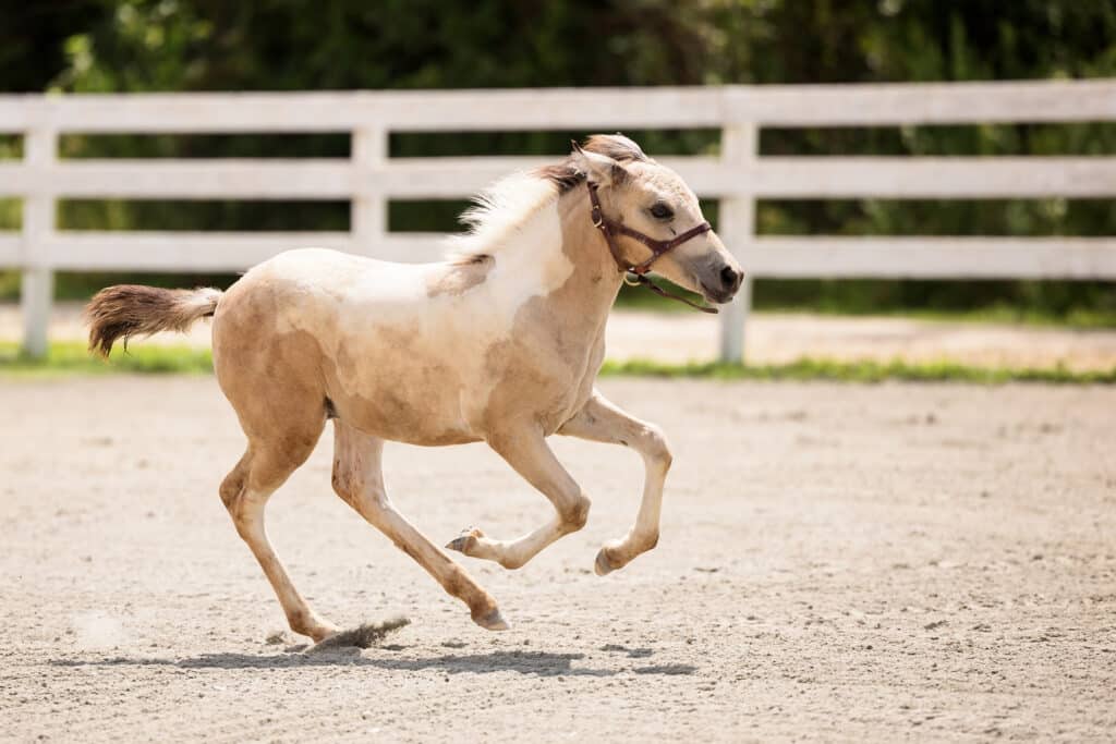 Chincoteague Pony Foal