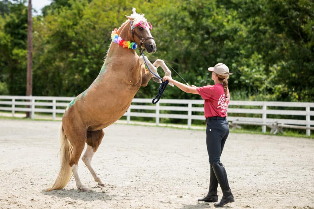 Chincoteague Pony Drill Team