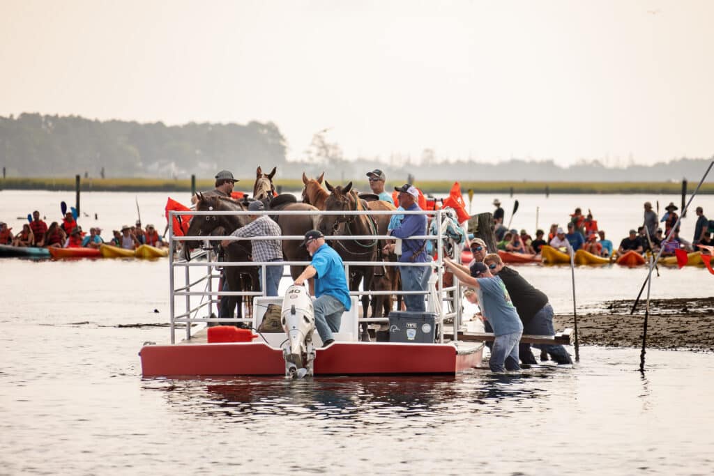 Chincoteague Pony Swim