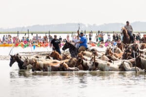 Chincoteague Pony Swim