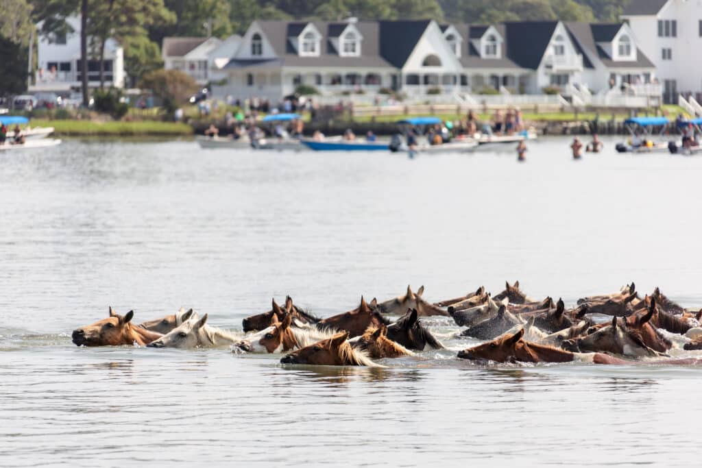 Chincoteague Pony Swim