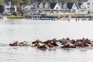 Chincoteague Pony Swim
