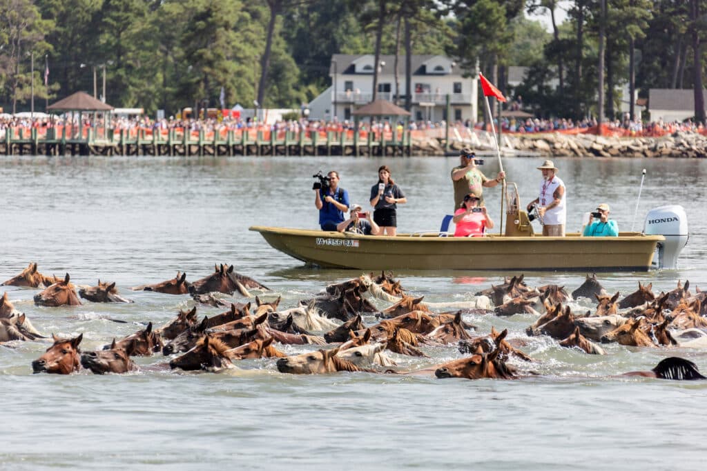 Chincoteague Pony Swim