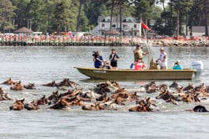 Chincoteague Pony Swim