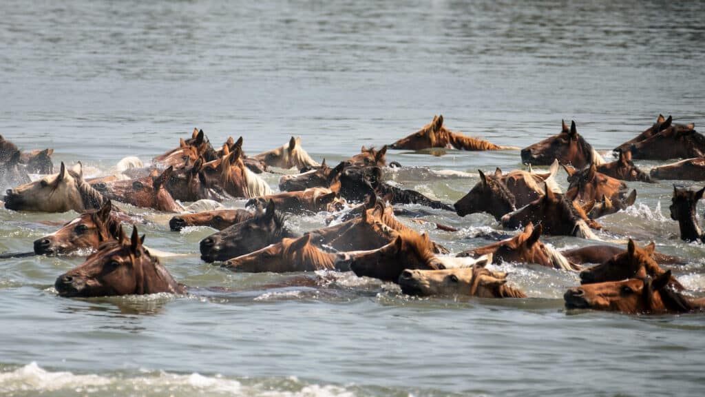 Chincoteague Pony Swim