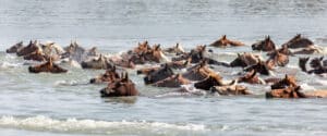 Chincoteague Pony Swim