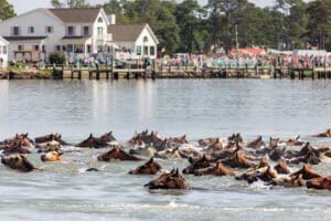 Chincoteague Pony Swim