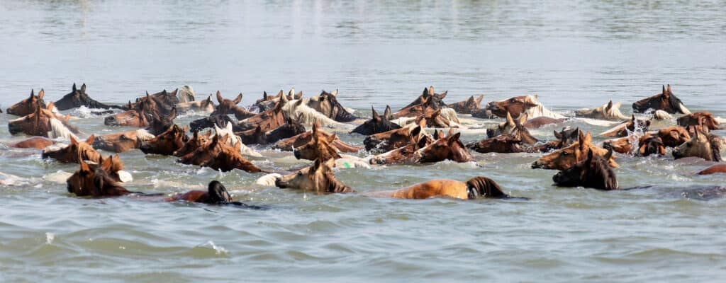 Chincoteague Pony Swim