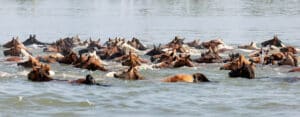 Chincoteague Pony Swim
