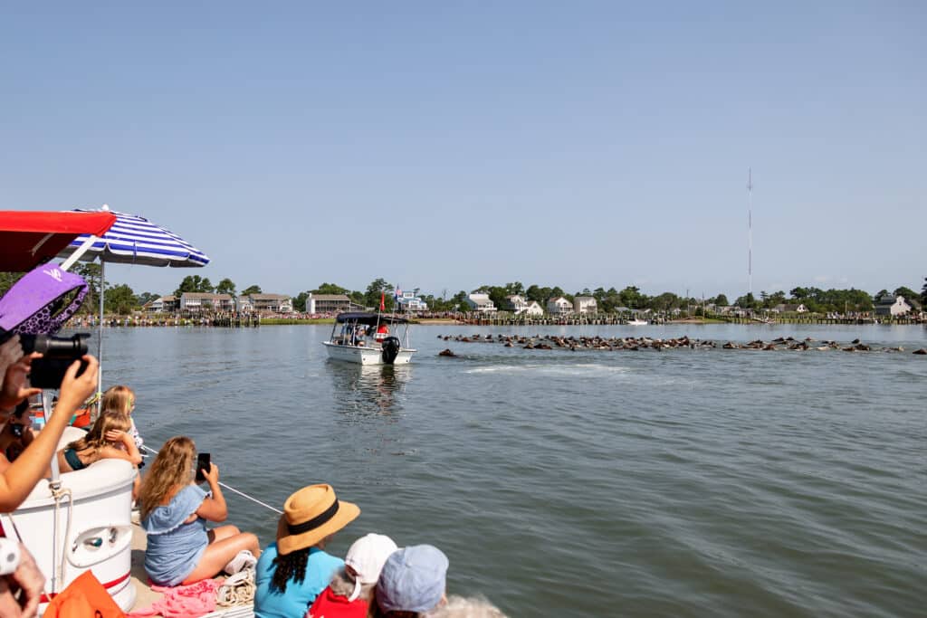 Chincoteague Pony Swim