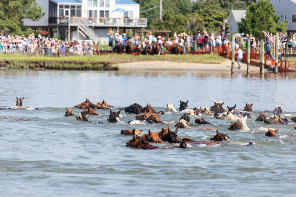 Chincoteague Pony Swim