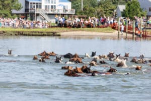 Chincoteague Pony Swim