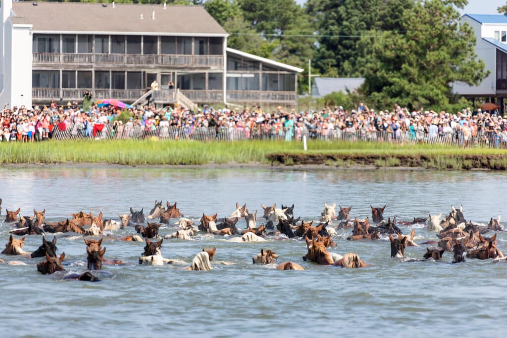 Chincoteague Pony Swim