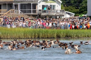 Chincoteague Pony Swim