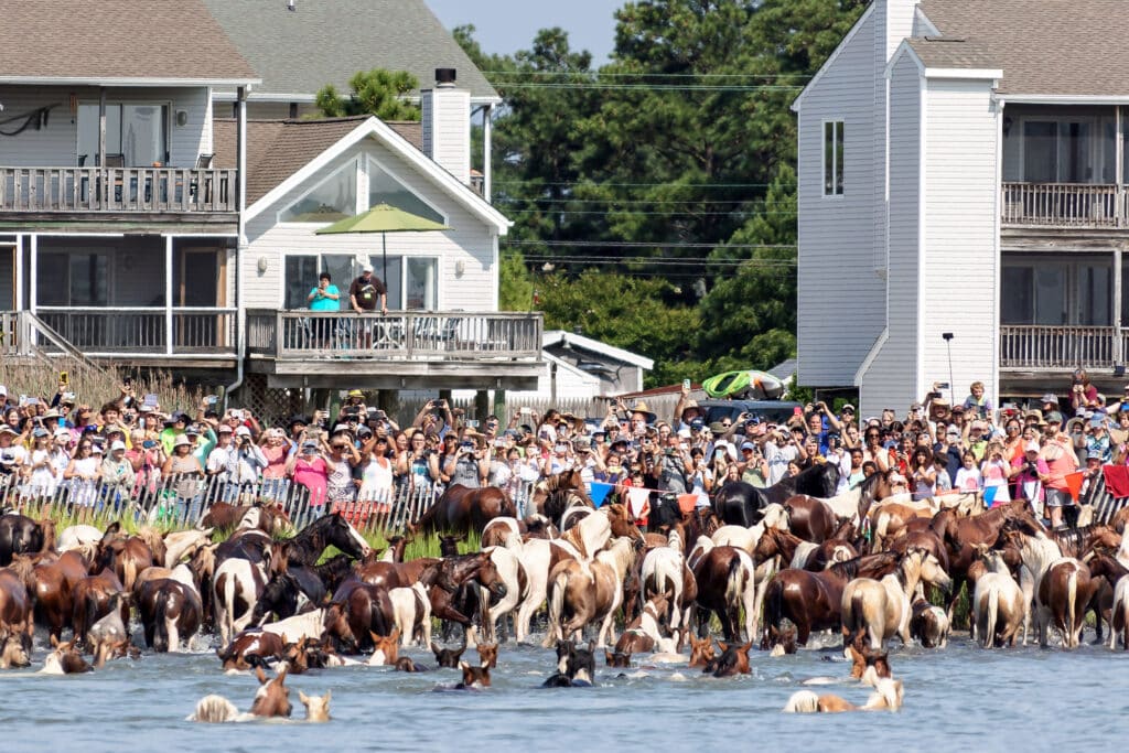 Chincoteague Pony Swim