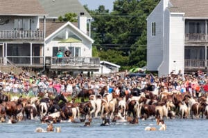 Chincoteague Pony Swim