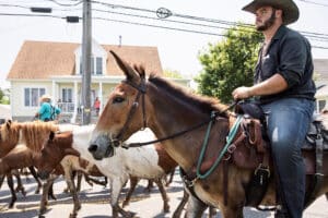Chincoteague Pony Swim