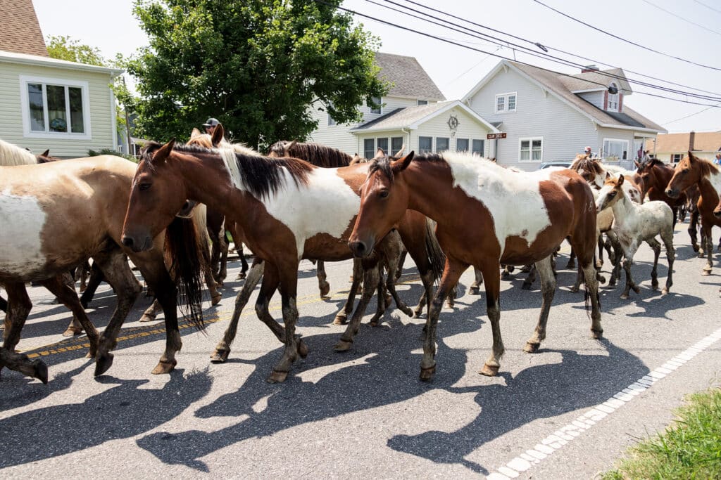 Chincoteague Pony Swim