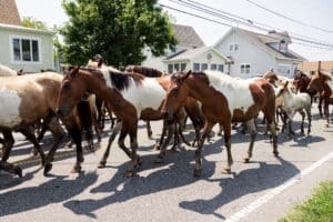 Chincoteague Pony Swim